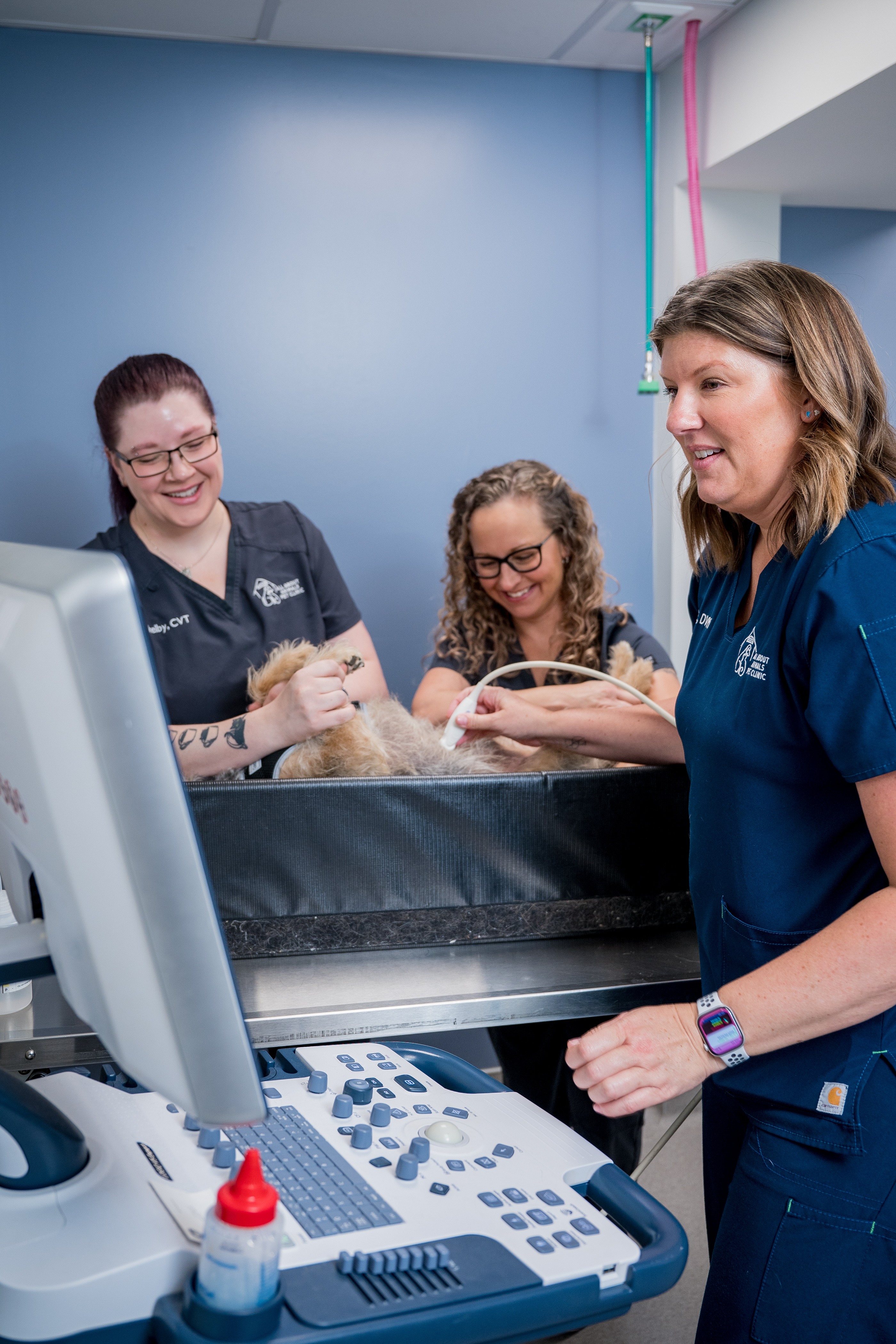 All About Animals Pet Clinic workplace 4
