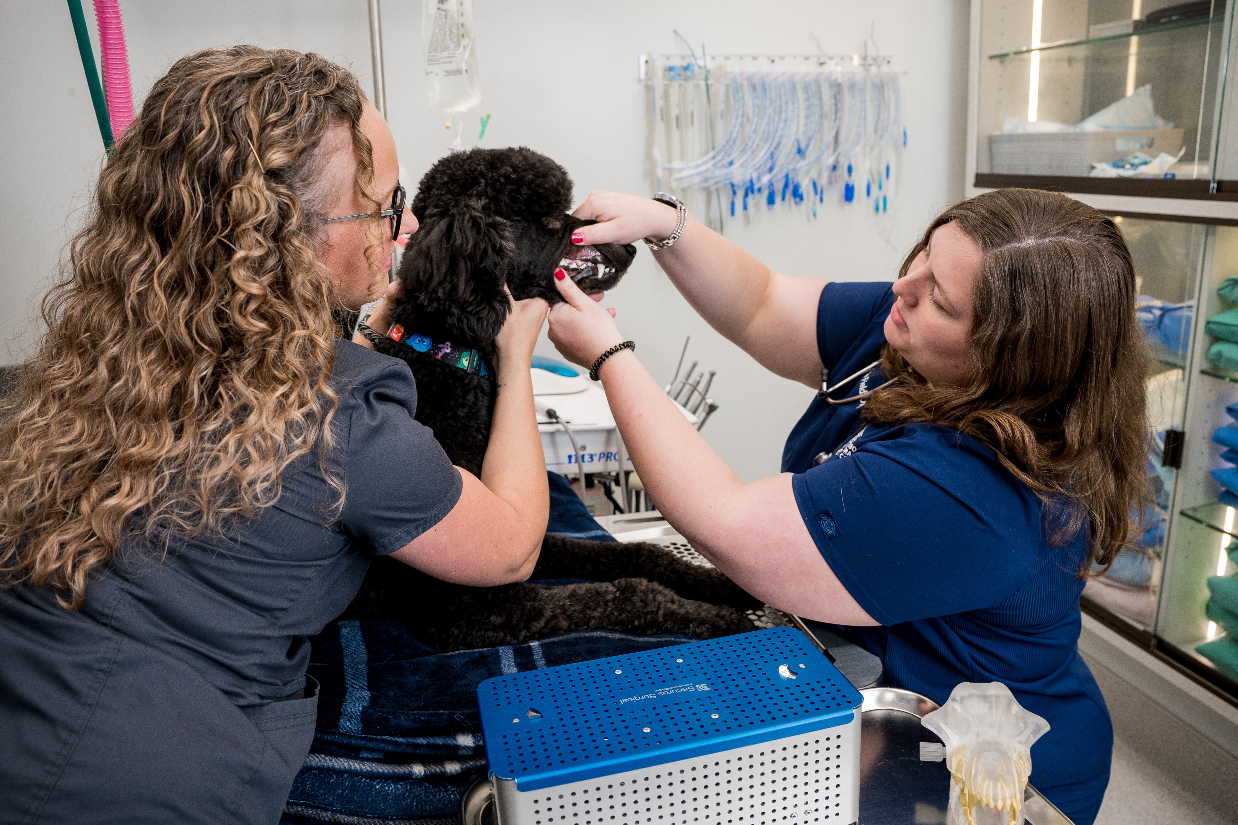All About Animals Pet Clinic workplace 6